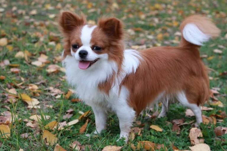 Chihuahua