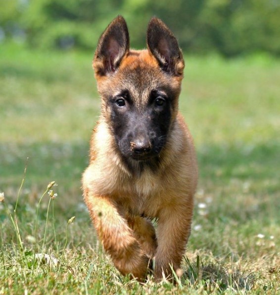 Belgian Malinois Puppy