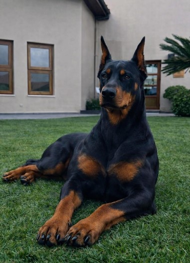 Doberman Puppy