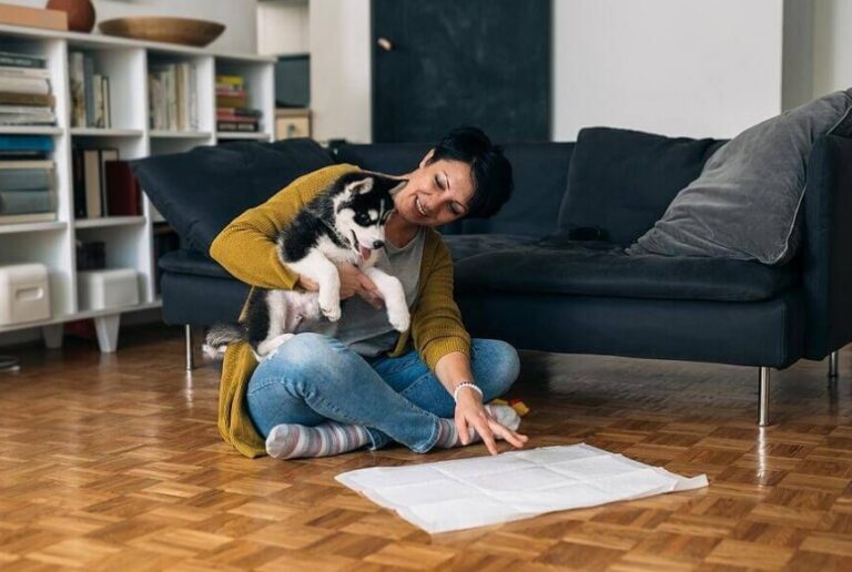 How to Potty Train a Puppy