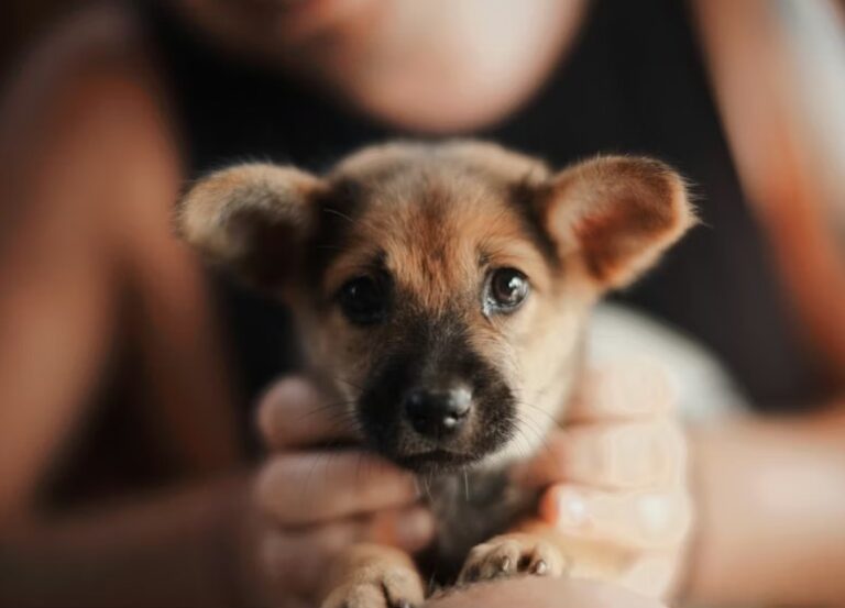 Puppy Dewormer